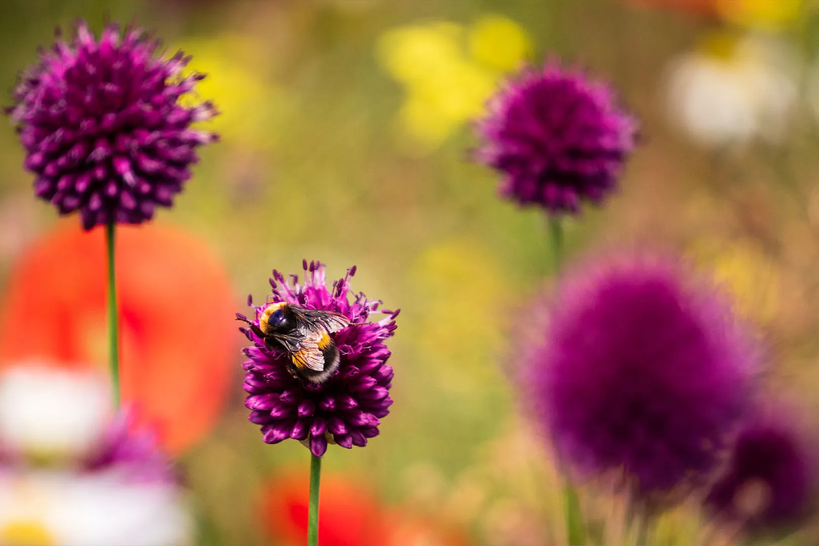 J Parkers Garden Store -J Parkers Garden Store Duurzaamheid biodiversiteit