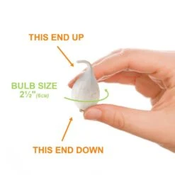 6/Plus Cm, Drumsticks Allium Flower Bulbs (Bag Of 100) 13 6/Plus Cm, Drumsticks Allium Flower Bulbs (Bag Of 100) -J Parkers Garden Store garden state bulb flower bulbs ecf 002 100 04 1f 1000