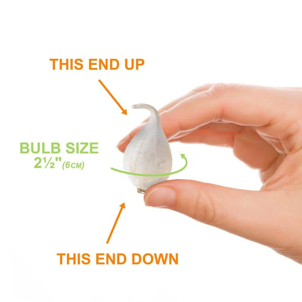 6/Plus Cm, Drumsticks Allium Flower Bulbs (Bag Of 100) 6 6/Plus Cm, Drumsticks Allium Flower Bulbs (Bag Of 100) - Image 4