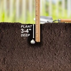 6/Plus Cm, Drumsticks Allium Flower Bulbs (Bag Of 100) 14 6/Plus Cm, Drumsticks Allium Flower Bulbs (Bag Of 100) -J Parkers Garden Store garden state bulb flower bulbs ecf 002 100 04 44 1000