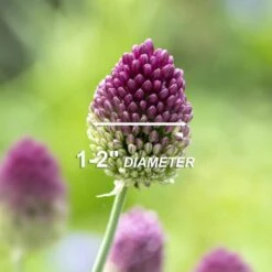 6/Plus Cm, Drumsticks Allium Flower Bulbs (Bag Of 100) 12 6/Plus Cm, Drumsticks Allium Flower Bulbs (Bag Of 100) -J Parkers Garden Store garden state bulb flower bulbs ecf 002 100 04 4f 1000