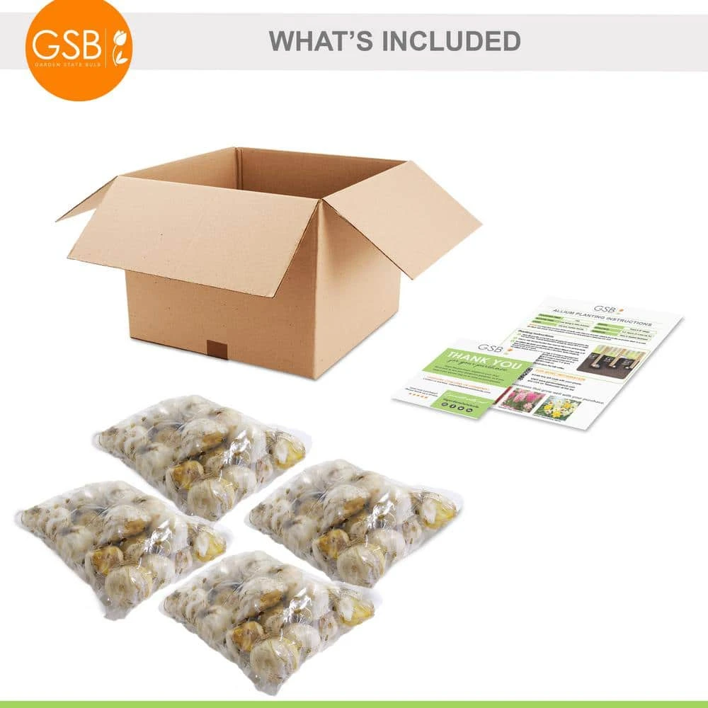 6/Plus Cm, Drumsticks Allium Flower Bulbs (Bag Of 100) 9 6/Plus Cm, Drumsticks Allium Flower Bulbs (Bag Of 100) - Image 7