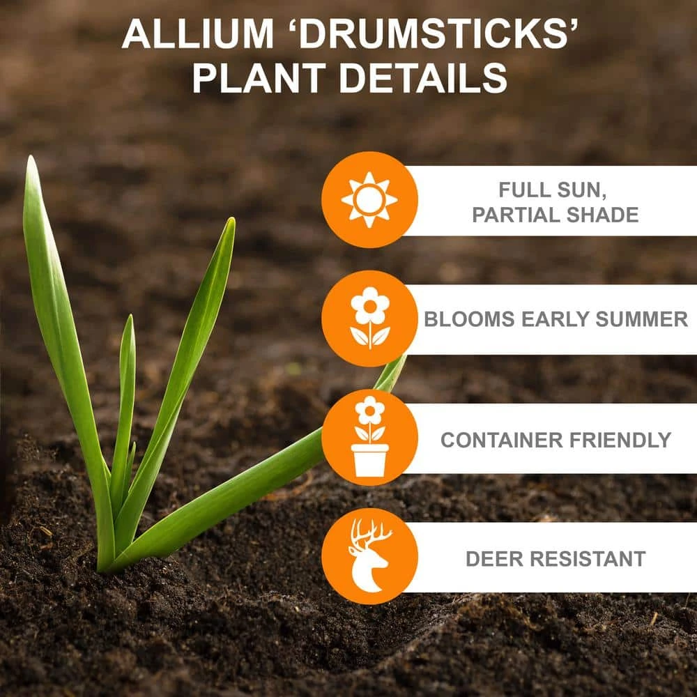 6/Plus Cm, Drumsticks Allium Flower Bulbs (Bag Of 100) 4 6/Plus Cm, Drumsticks Allium Flower Bulbs (Bag Of 100) - Image 2