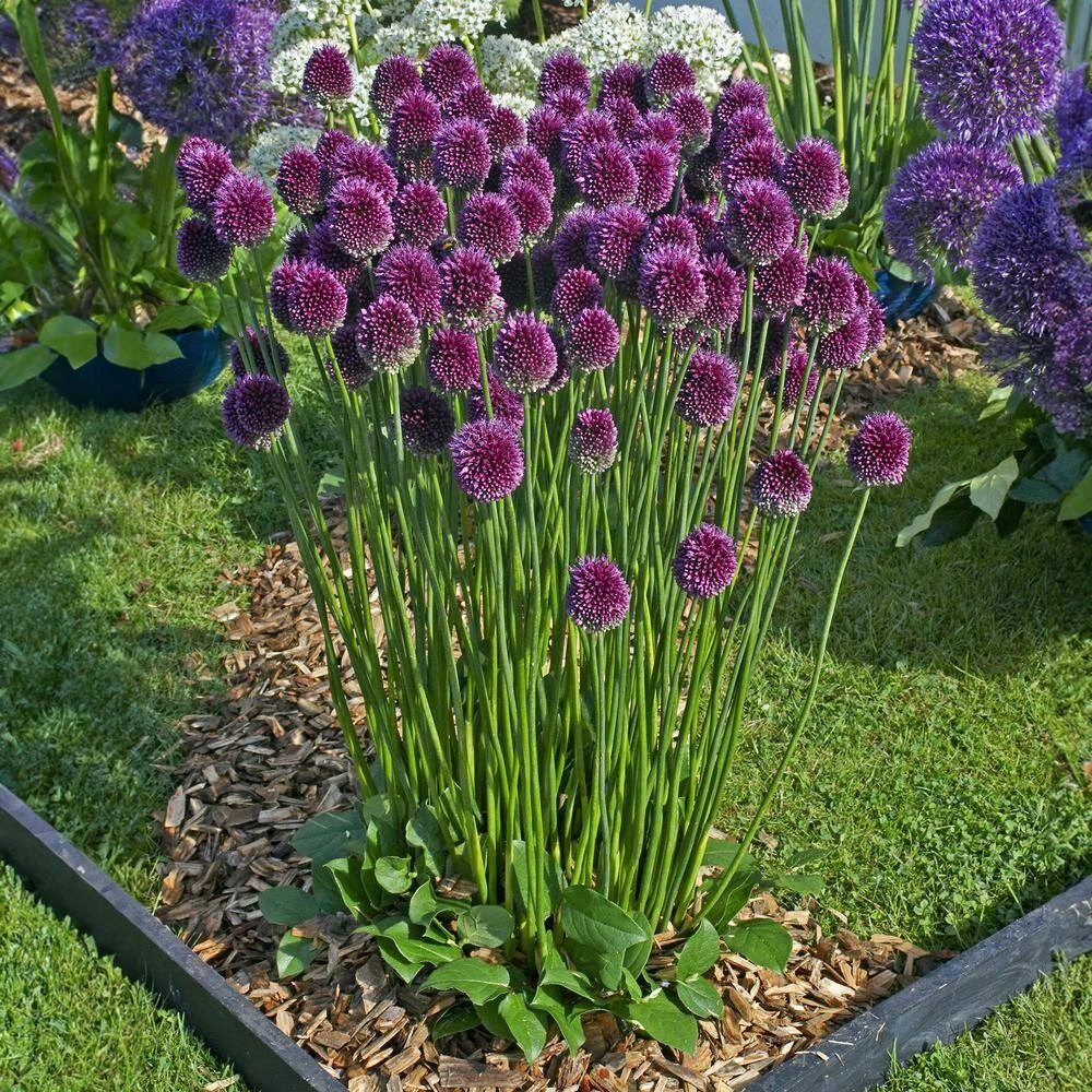 6/+ Cm, Drumsticks Allium Flower Bulbs (Bag Of 50) 10 6/+ Cm, Drumsticks Allium Flower Bulbs (Bag Of 50) - Image 8