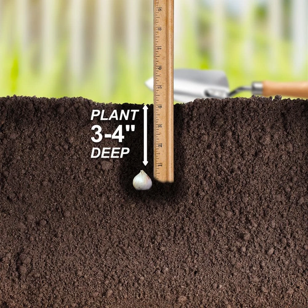 6/+ Cm, Drumsticks Allium Flower Bulbs (Bag Of 50) 7 6/+ Cm, Drumsticks Allium Flower Bulbs (Bag Of 50) - Image 5