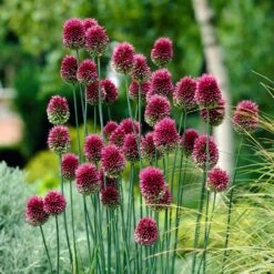 6/+ Cm, Drumsticks Allium Flower Bulbs (Bag Of 50)