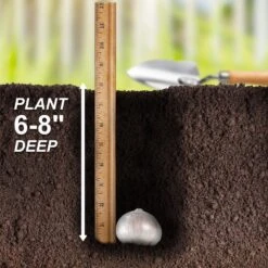 18 Cm Allium Gladiator Purple Flower Bulbs (Bag Of 20) -J Parkers Garden Store garden state bulb flower bulbs ecf 02 20 fa 1000