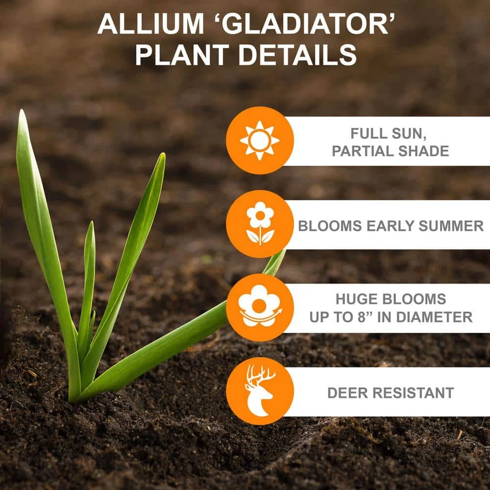 18 Cm Allium Gladiator Purple Flower Bulbs (Bag Of 30) 6 18 Cm Allium Gladiator Purple Flower Bulbs (Bag Of 30) - Image 4