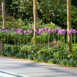 18 Cm Allium Gladiator Purple Flower Bulbs (Bag Of 30) 17 18 Cm Allium Gladiator Purple Flower Bulbs (Bag Of 30) -J Parkers Garden Store garden state bulb flower bulbs ecf 02 30 31 1000