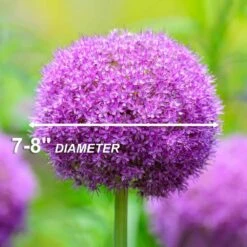 18 Cm Allium Gladiator Purple Flower Bulbs (Bag Of 30) 14 18 Cm Allium Gladiator Purple Flower Bulbs (Bag Of 30) -J Parkers Garden Store garden state bulb flower bulbs ecf 02 30 44 1000