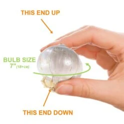 18 Cm Allium Gladiator Purple Flower Bulbs (Bag Of 30) 12 18 Cm Allium Gladiator Purple Flower Bulbs (Bag Of 30) -J Parkers Garden Store garden state bulb flower bulbs ecf 02 30 4f 1000