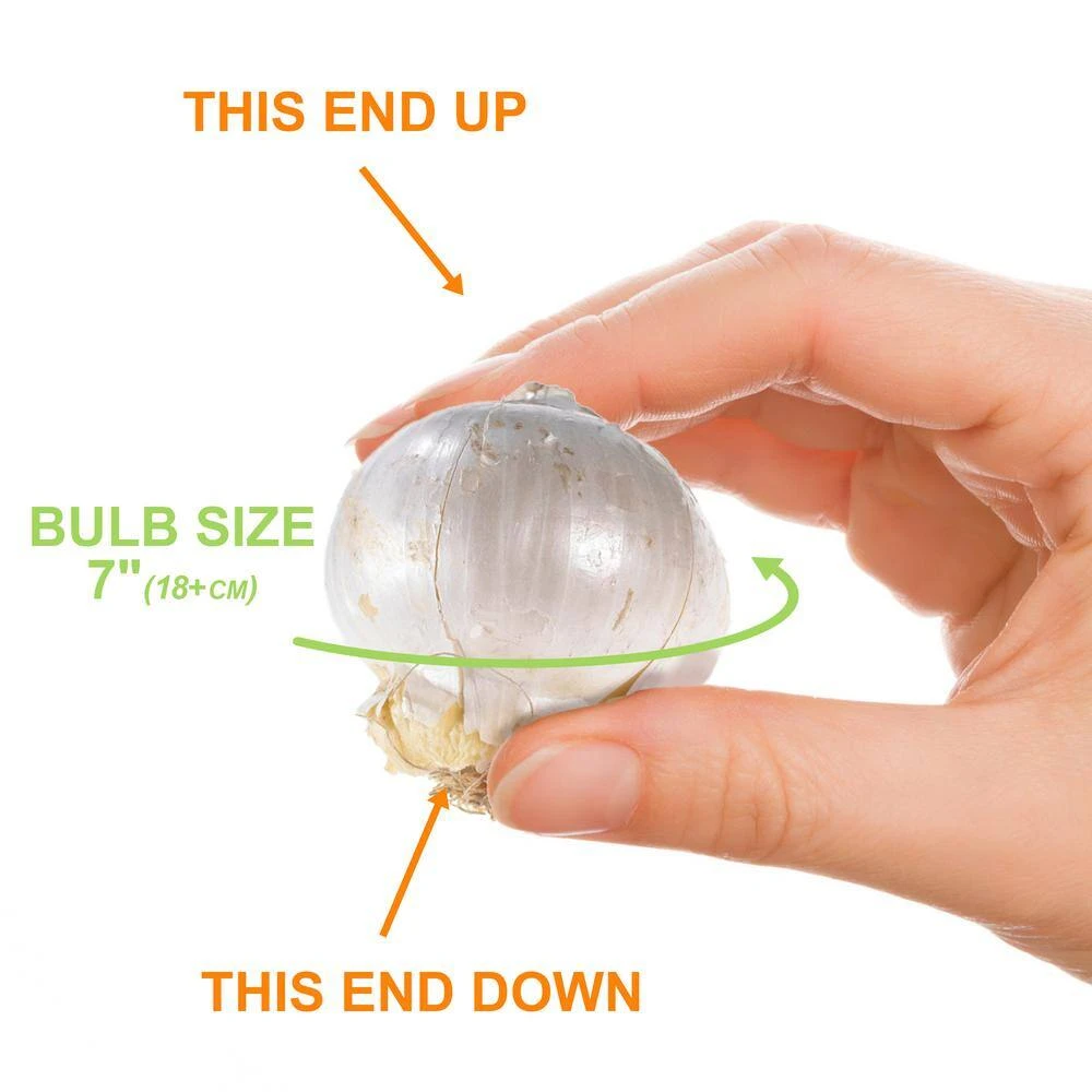 18 Cm Allium Gladiator Purple Flower Bulbs (Bag Of 30) 5 18 Cm Allium Gladiator Purple Flower Bulbs (Bag Of 30) - Image 3