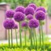 18 Cm Allium Gladiator Purple Flower Bulbs (Bag Of 30) -J Parkers Garden Store garden state bulb flower bulbs ecf 02 30 64 1000
