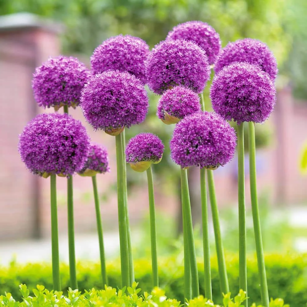 18 Cm Allium Gladiator Purple Flower Bulbs (Bag Of 30) 3 18 Cm Allium Gladiator Purple Flower Bulbs (Bag Of 30)