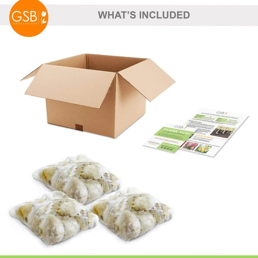 18 Cm Allium Gladiator Purple Flower Bulbs (Bag Of 30) 4 18 Cm Allium Gladiator Purple Flower Bulbs (Bag Of 30) - Image 2