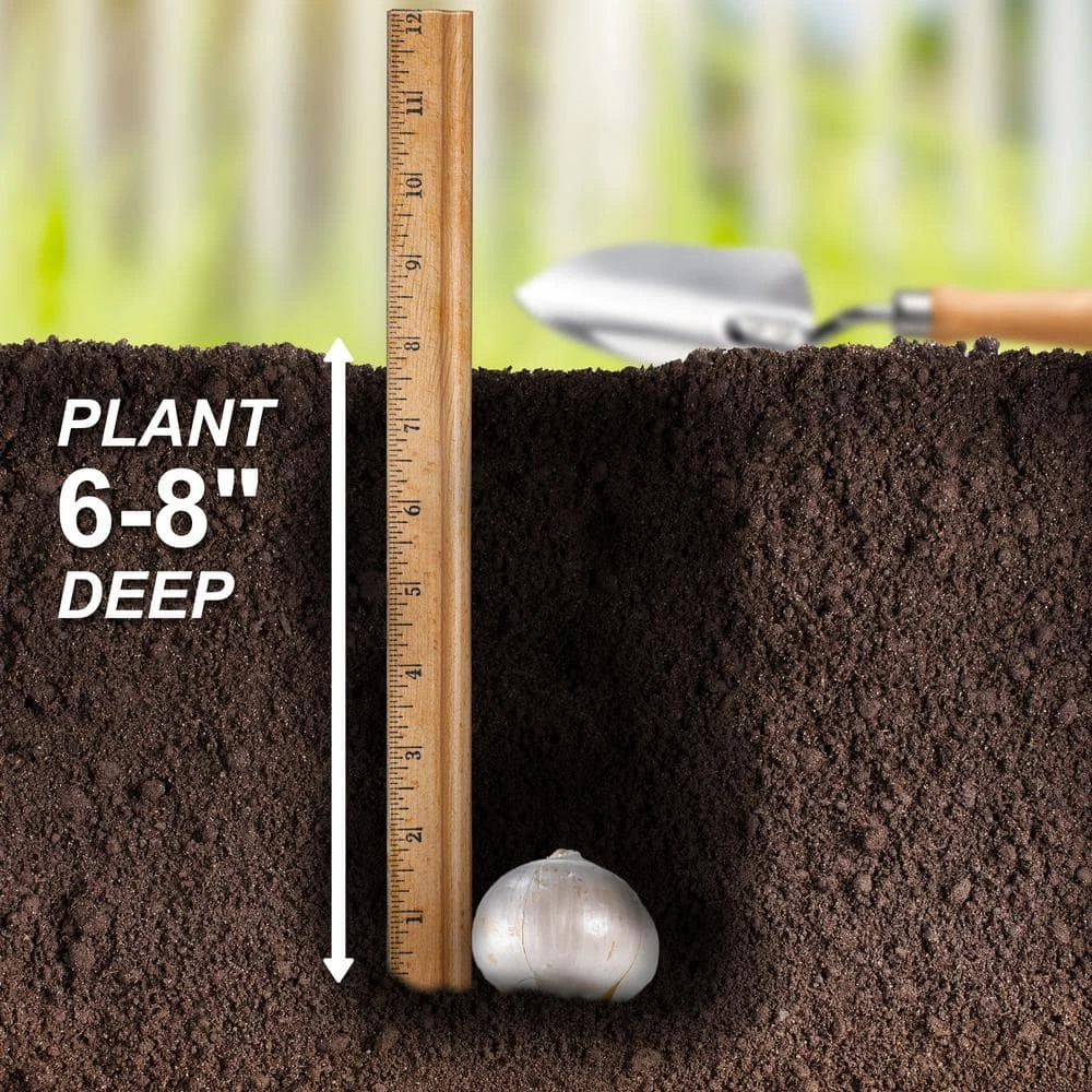 18 Cm Allium Gladiator Purple Flower Bulbs (Bag Of 30) 8 18 Cm Allium Gladiator Purple Flower Bulbs (Bag Of 30) - Image 6