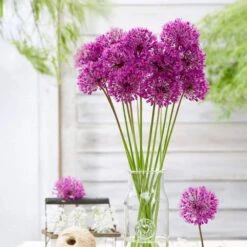 12/plus Cm Allium Purple Sensation Flower Bulbs (Bag Of 100 Bulbs) -J Parkers Garden Store garden state bulb flower bulbs ecf 03 100 31 1000