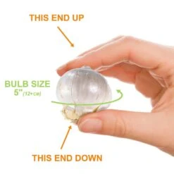 12/plus Cm Allium Purple Sensation Flower Bulbs (Bag Of 100 Bulbs) -J Parkers Garden Store garden state bulb flower bulbs ecf 03 100 4f 1000