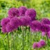12/plus Cm Allium Purple Sensation Flower Bulbs (Bag Of 100 Bulbs) -J Parkers Garden Store garden state bulb flower bulbs ecf 03 100 64 1000
