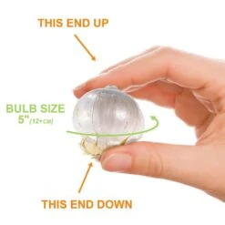 12/plus Cm Allium Purple Sensation Flower Bulbs (Bag Of 25 Bulbs) -J Parkers Garden Store garden state bulb flower bulbs ecf 03 25 4f 1000