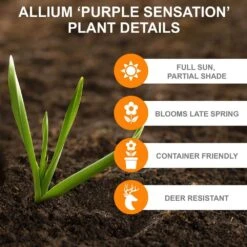 12/plus Cm Allium Purple Sensation Flower Bulbs (Bag Of 50 Bulbs) -J Parkers Garden Store garden state bulb flower bulbs ecf 03 50 1f 1000