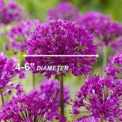 12/plus Cm Allium Purple Sensation Flower Bulbs (Bag Of 50 Bulbs) -J Parkers Garden Store garden state bulb flower bulbs ecf 03 50 44 1000