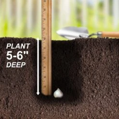 12/plus Cm Allium Purple Sensation Flower Bulbs (Bag Of 50 Bulbs) -J Parkers Garden Store garden state bulb flower bulbs ecf 03 50 fa 1000