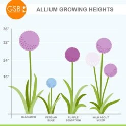 14 /16 Cm Allium Wild About Purple Blend Mixed Flower Bulbs (Bag Of 100) -J Parkers Garden Store garden state bulb flower bulbs ecf 04 100 76 1000