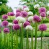 14 /16 Cm Allium Wild About Purple Blend Mixed Flower Bulbs (Bag Of 25) -J Parkers Garden Store garden state bulb flower bulbs ecf 04 25 64 1000