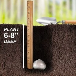 14 /16 Cm Allium Wild About Purple Blend Mixed Flower Bulbs (Bag Of 25) -J Parkers Garden Store garden state bulb flower bulbs ecf 04 25 fa 1000