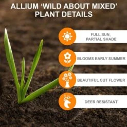 14 /16 Cm Allium Wild About Purple Blend Mixed Flower Bulbs (Bag Of 50) -J Parkers Garden Store garden state bulb flower bulbs ecf 04 50 1f 1000