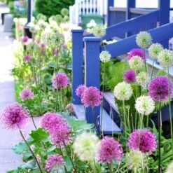 14 /16 Cm Allium Wild About Purple Blend Mixed Flower Bulbs (Bag Of 50) -J Parkers Garden Store garden state bulb flower bulbs ecf 04 50 31 1000