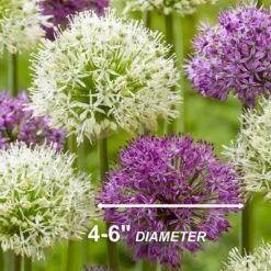 14 /16 Cm Allium Wild About Purple Blend Mixed Flower Bulbs (Bag Of 50) -J Parkers Garden Store garden state bulb flower bulbs ecf 04 50 44 1000