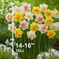 14/16 Cm Daffodil Double Mixed Flower Bulbs (Bag Of 100) -J Parkers Garden Store garden state bulb flower bulbs ecf 05 100 44 1000
