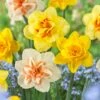 14/16 Cm Daffodil Double Mixed Flower Bulbs (Bag Of 250) -J Parkers Garden Store garden state bulb flower bulbs ecf 05 250 64 1000