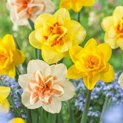 14/16 Cm Daffodil Double Mixed Flower Bulbs (Bag Of 250)