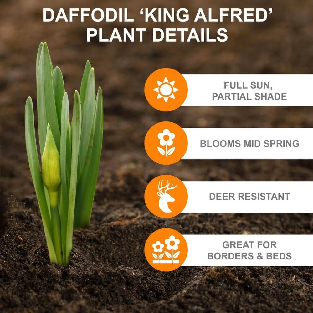 14/16 Cm Daffodil King Alfred Flower Bulbs (Bag Of 100) 6 14/16 Cm Daffodil King Alfred Flower Bulbs (Bag Of 100) - Image 4