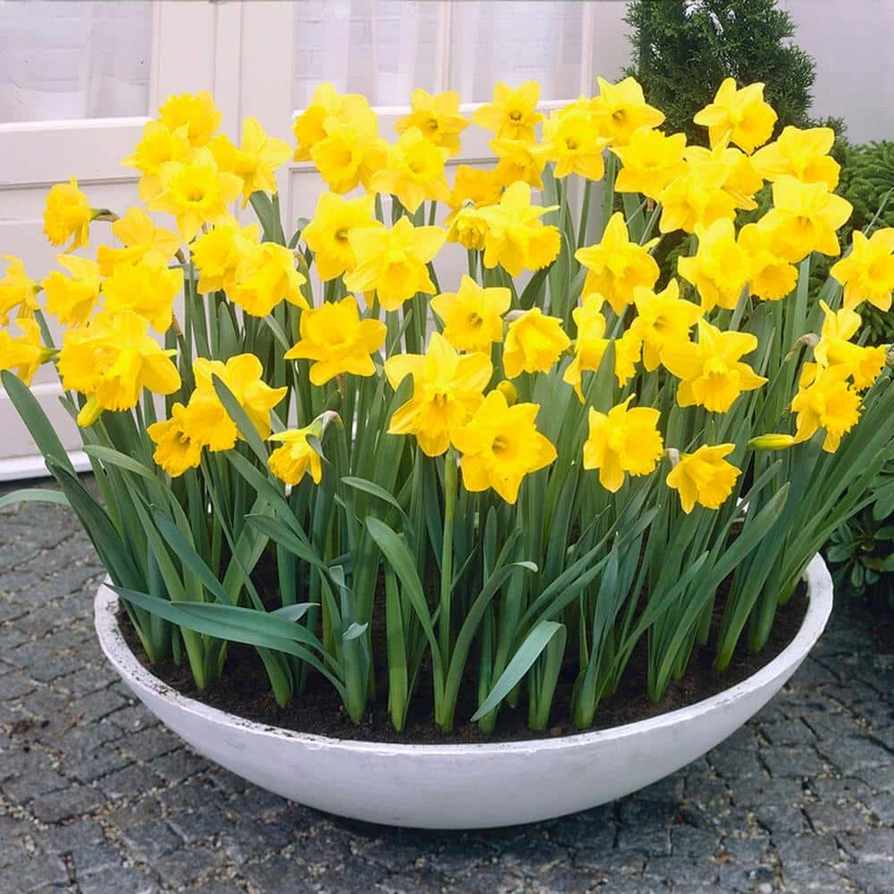 14/16 Cm Daffodil King Alfred Flower Bulbs (Bag Of 100) 10 14/16 Cm Daffodil King Alfred Flower Bulbs (Bag Of 100) - Image 8