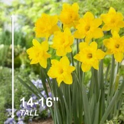 14/16 Cm Daffodil King Alfred Flower Bulbs (Bag Of 100) 14 14/16 Cm Daffodil King Alfred Flower Bulbs (Bag Of 100) -J Parkers Garden Store garden state bulb flower bulbs ecf 06 100 44 1000