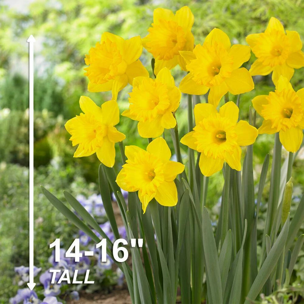 14/16 Cm Daffodil King Alfred Flower Bulbs (Bag Of 100) 7 14/16 Cm Daffodil King Alfred Flower Bulbs (Bag Of 100) - Image 5