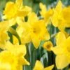 14/16 Cm Daffodil King Alfred Flower Bulbs (Bag Of 100) -J Parkers Garden Store garden state bulb flower bulbs ecf 06 100 64 1000