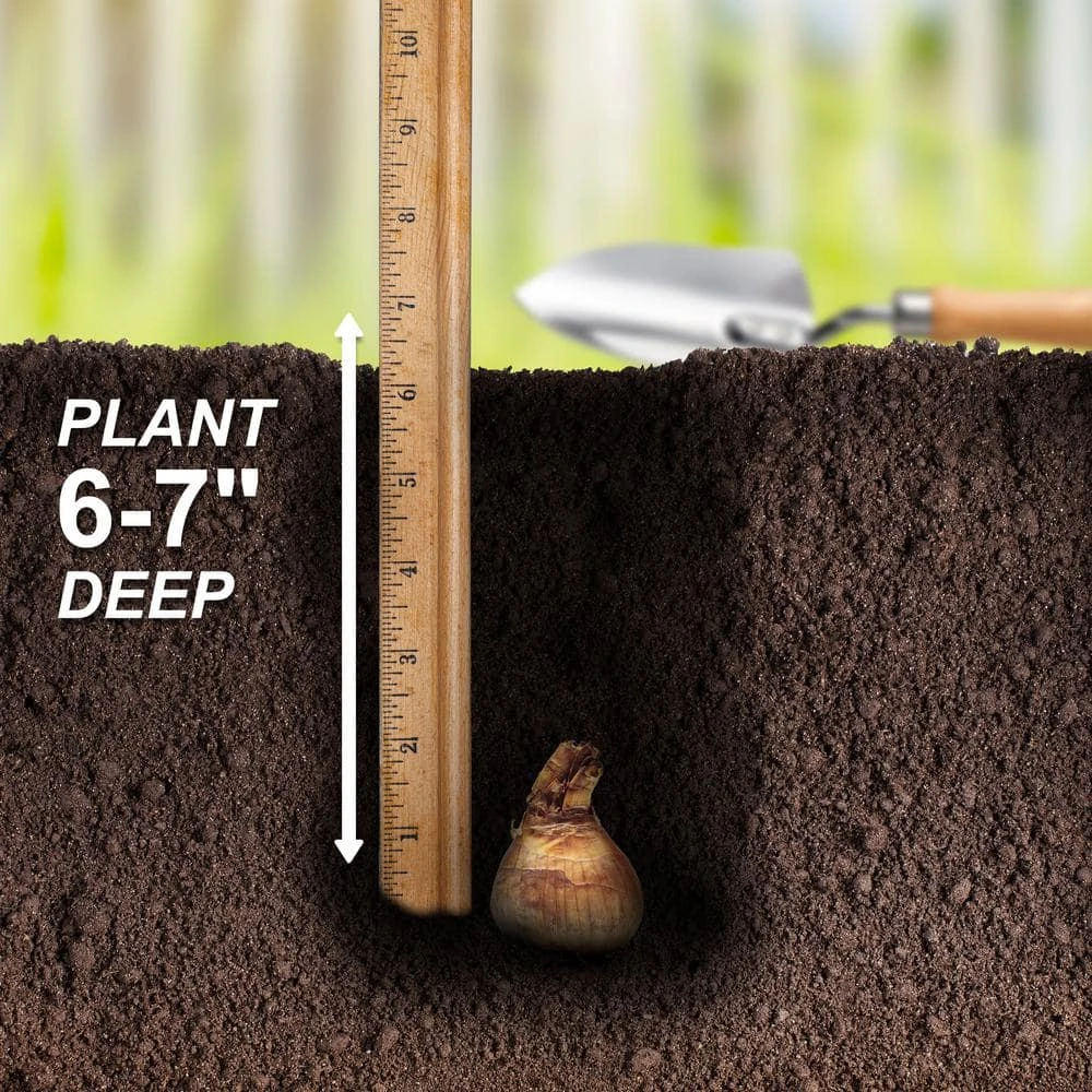 14/16 Cm Daffodil King Alfred Flower Bulbs (Bag Of 100) 8 14/16 Cm Daffodil King Alfred Flower Bulbs (Bag Of 100) - Image 6