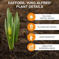 14/16 Cm Daffodil King Alfred Flower Bulbs (Bag Of 250) -J Parkers Garden Store garden state bulb flower bulbs ecf 06 250 1f 1000