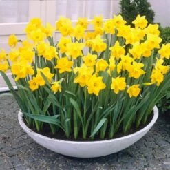 14/16 Cm Daffodil King Alfred Flower Bulbs (Bag Of 250) -J Parkers Garden Store garden state bulb flower bulbs ecf 06 250 31 1000