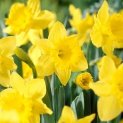 14/16 Cm Daffodil King Alfred Flower Bulbs (Bag Of 250)