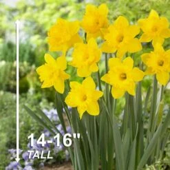 14/16 Cm Daffodil King Alfred Flower Bulbs (Bag Of 50) -J Parkers Garden Store garden state bulb flower bulbs ecf 06 50 44 1000