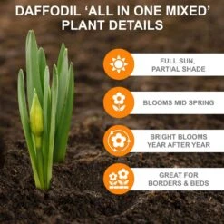 12/14 Cm Daffodil Bulbs All-In-One Mixed (Bag Of 100) -J Parkers Garden Store garden state bulb flower bulbs ecf 07 100 1f 1000
