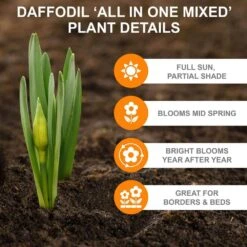 12/14 Cm Daffodil Bulbs All-In-One Mixed (Bag Of 25) 13 12/14 Cm Daffodil Bulbs All-In-One Mixed (Bag Of 25) -J Parkers Garden Store garden state bulb flower bulbs ecf 07 25 1f 1000