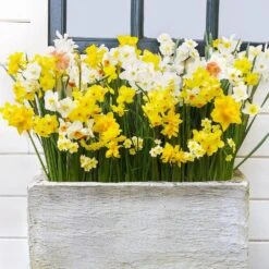 12/14 Cm Daffodil Bulbs All-In-One Mixed (Bag Of 25) 17 12/14 Cm Daffodil Bulbs All-In-One Mixed (Bag Of 25) -J Parkers Garden Store garden state bulb flower bulbs ecf 07 25 31 1000