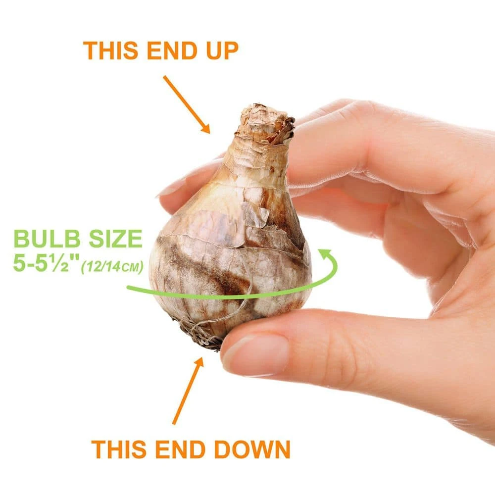 12/14 Cm Daffodil Bulbs All-In-One Mixed (Bag Of 25) 5 12/14 Cm Daffodil Bulbs All-In-One Mixed (Bag Of 25) - Image 3